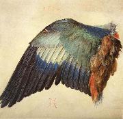 Albrecht Durer Wing of a Blue Roller Germany oil painting artist